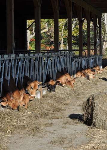 AngellHeifers