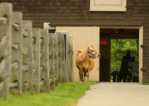 BillingsFarmCameo