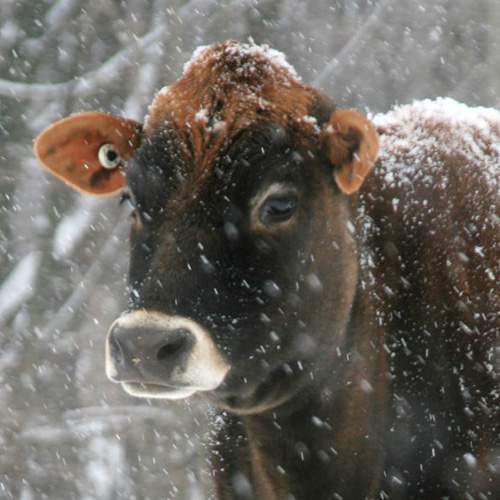 HeiferSnowCloseup