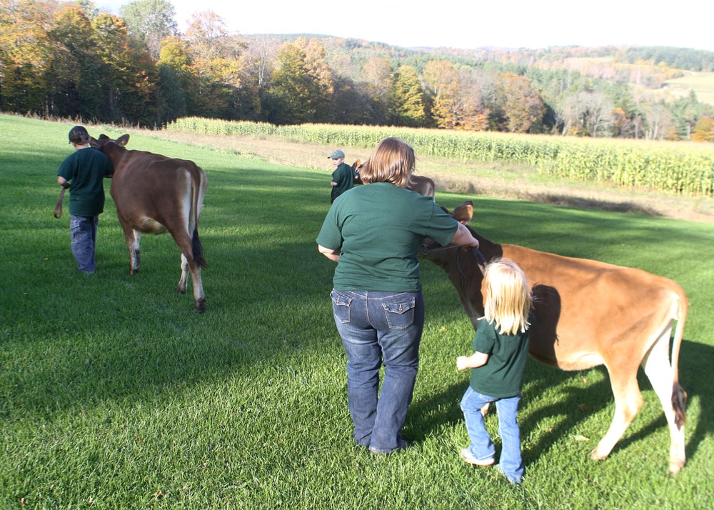 LuckyHillHeifers