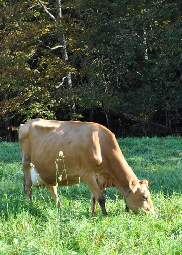 Queen of Quality > The Jersey Cow